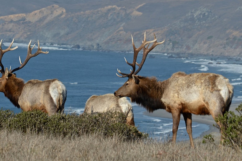 Tule Elk
